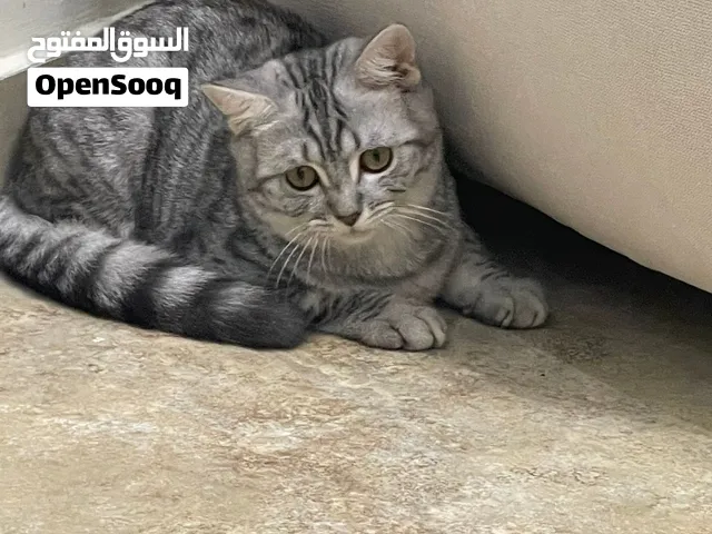 قط منزلي ذكر امريكي بلون الفضي المخطط بصحه جيده واليف ومحب للعب بعمر الشهرين ونصف.