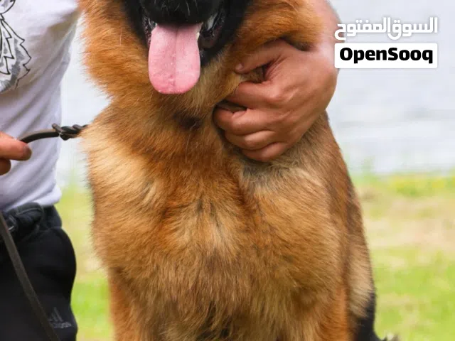 نثيه 3 شهور تقريبا بنت هذا البطل