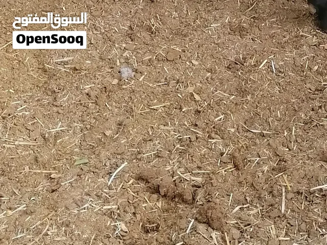 سماد أبقار نظيف وقليل الحشائش التواجد نزوى 900 بيسه للجونيه
