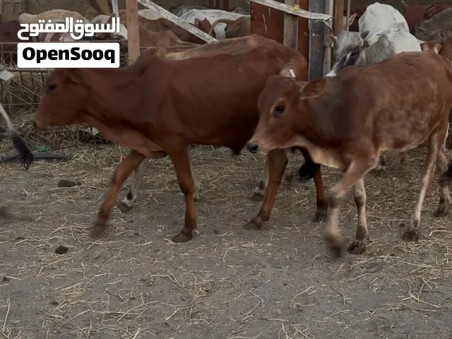 دفعة جديدة من العجاله السعر 180 نهااااايه التواصل واتساب او اتصال السعر ماناسبك تجاهل الاعلان