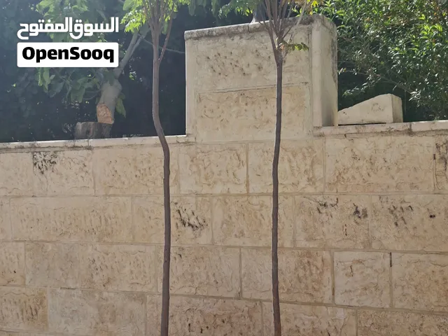بسعر حرق شجرة الشمسية مع قوارها للبيع عدد 2