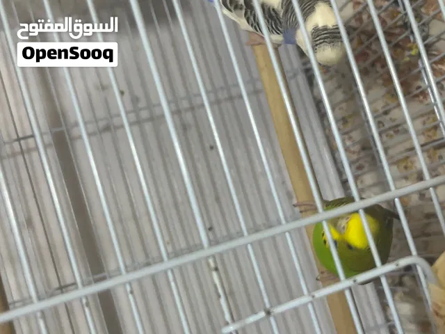 زوج بادجي للبيع عمر7شهور 120درهم سعرهم
