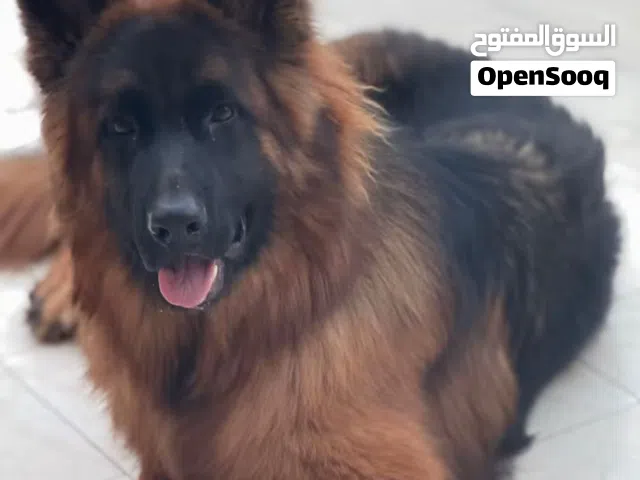 كلب جيرمن تقليب عالي