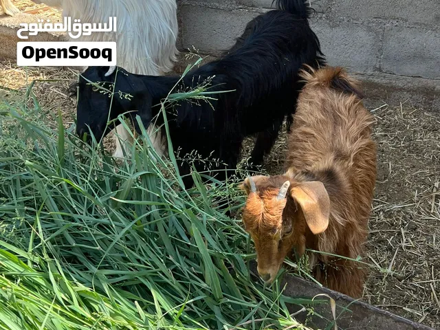 سخلات عدد 2