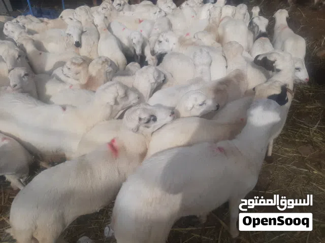 بيع وشراالاغنام المروعي
