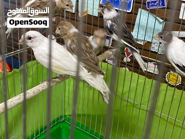مخاليف و فراخ كنار للبيع