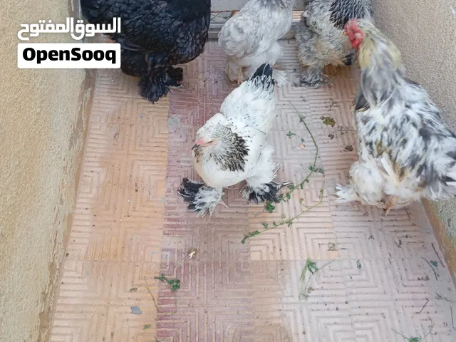 دجاج براهمي