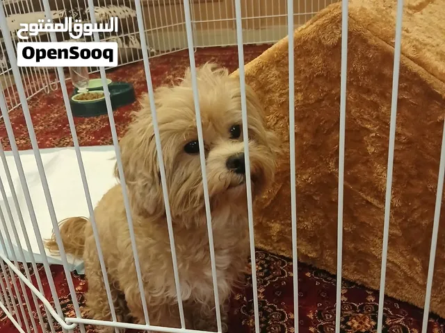 كلب مالتيبو