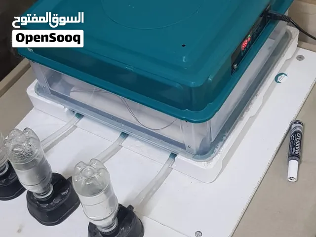 فقاصه الابيض
