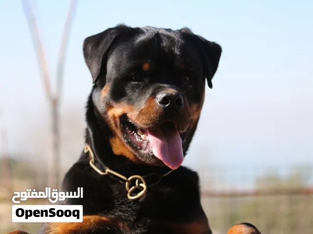 Pure Rotweiller’s puppys for sale