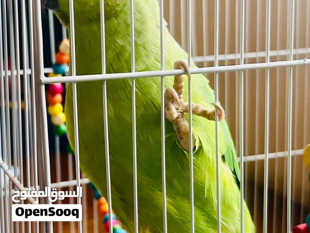 Green parrot