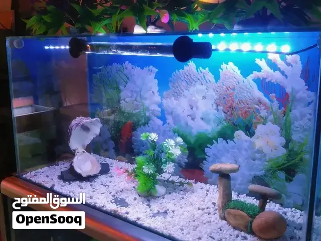 Aquarium 60 Cm Complet