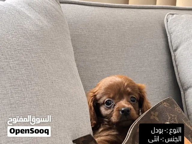بودل ، انثى ، عمرها شهرين، الحجم تي كاب،