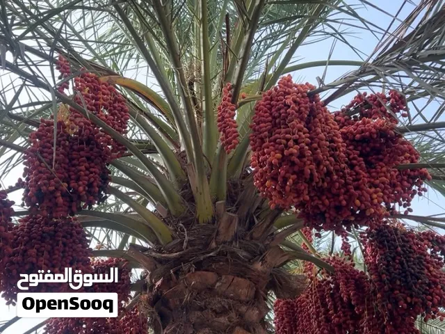 السلام عليكم الا حاب يستطنا نخل سعر النخله 6ريال قابل للتفاوض للتواصل