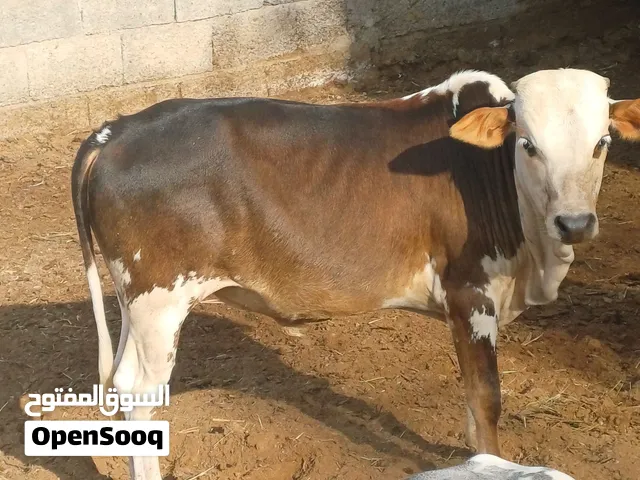 عجول وابقار عمانية للبيع