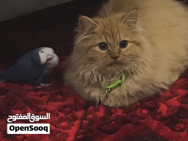 Cat for sale