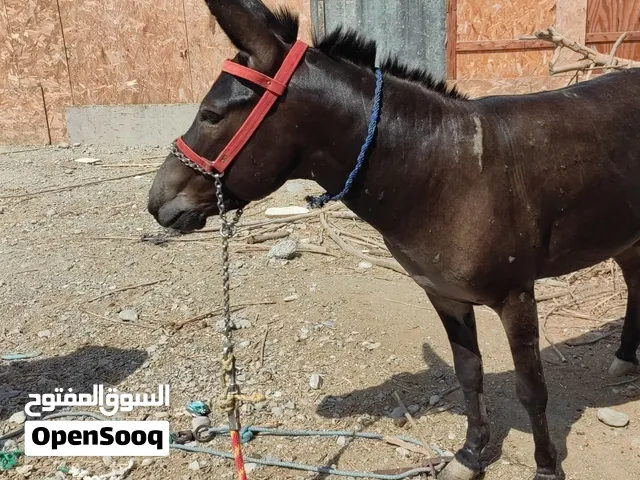 حمار للبيع شوف الوصف