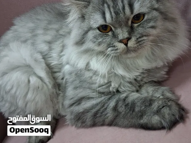 قطط شيرازي