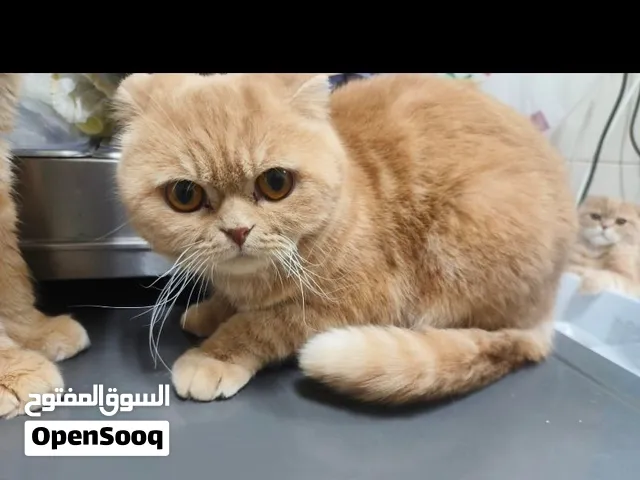 قطوه سكوتش فولد نثيه للبيع للتواصل واتساب