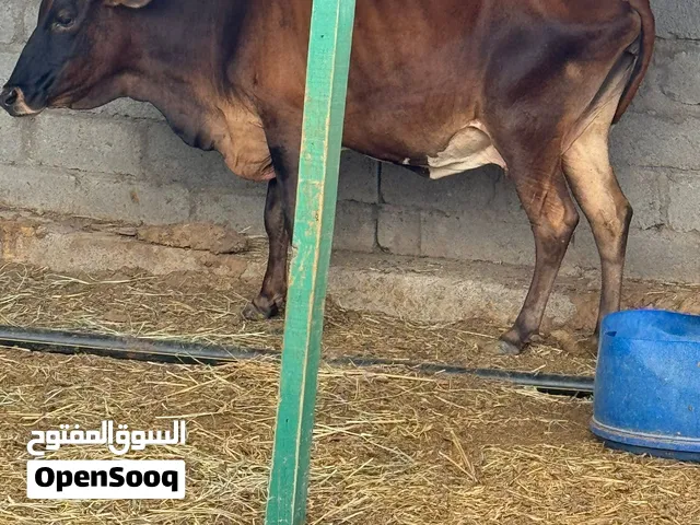 بقرة للبيع اموره طيبه بس فيها كبر سن م واجد