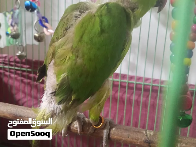 السلام عليكم دره اليفت قفص