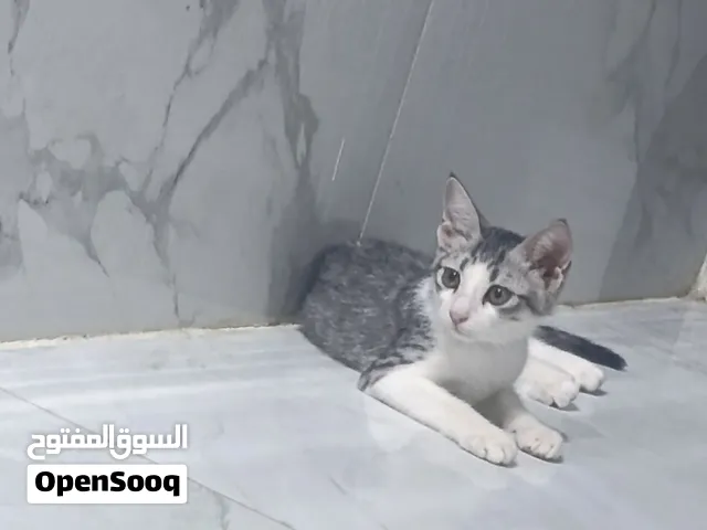 قطتين منزليتين من سلاله شيرازي هجين للتبرع.  small home kitten for donation