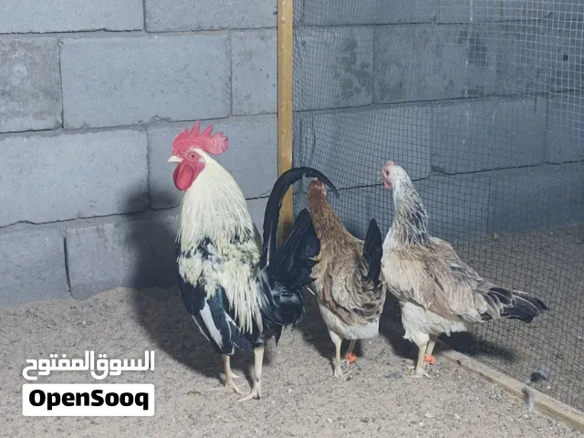 دجاج دندراوي كويتي