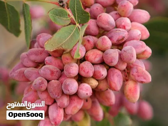 Iranian pistachio الفستق الإيراني