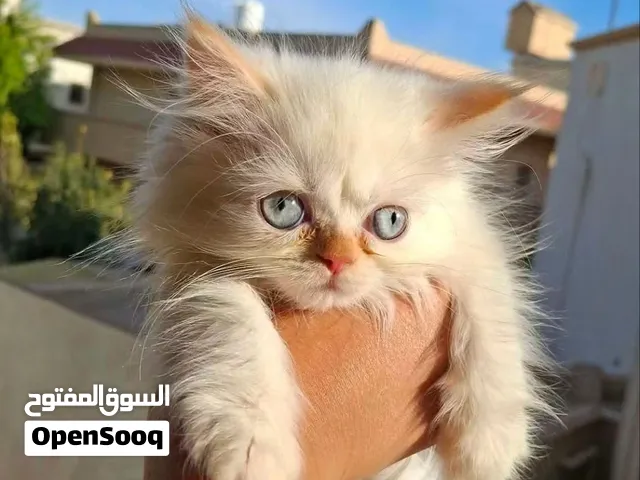 قطط دكر وانتي هاف بكي