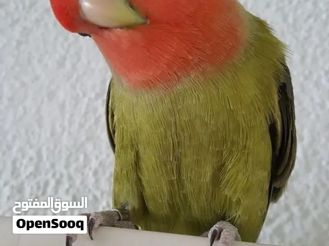 طير روز حجم كبير