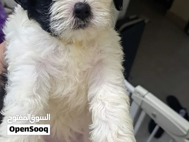Urgent for sale