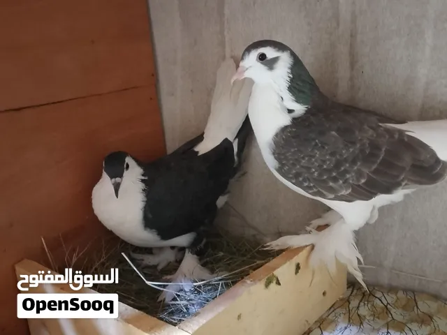 حمام الاهوار