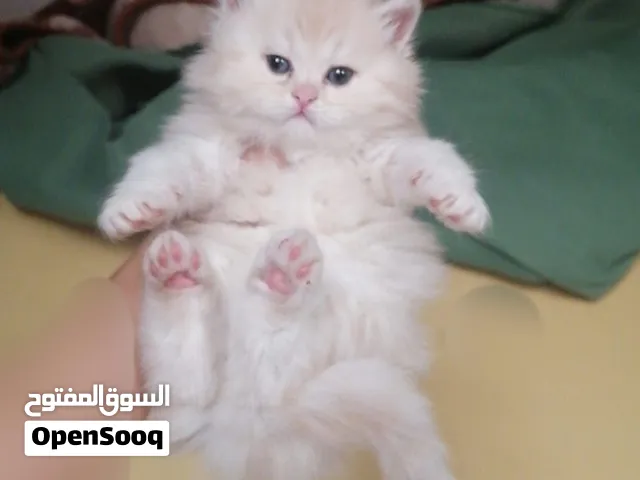 قطط تبارك الرحمن اللون التحيف صنعا وفي توصيل
