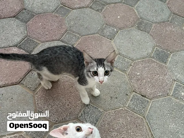 قطط لتبني مكس