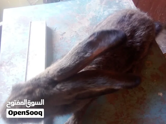 اربع اناث وذكر عمر 6شهور احتمال عشار