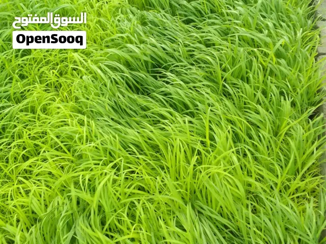 شتلات البونيكام الناعم اسباني F1