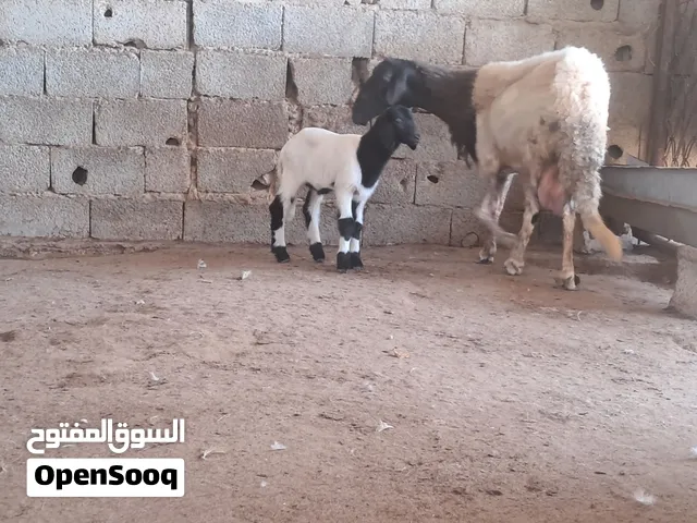 نعجه هجين سداس تحتها حوليه  مكان مصراتة