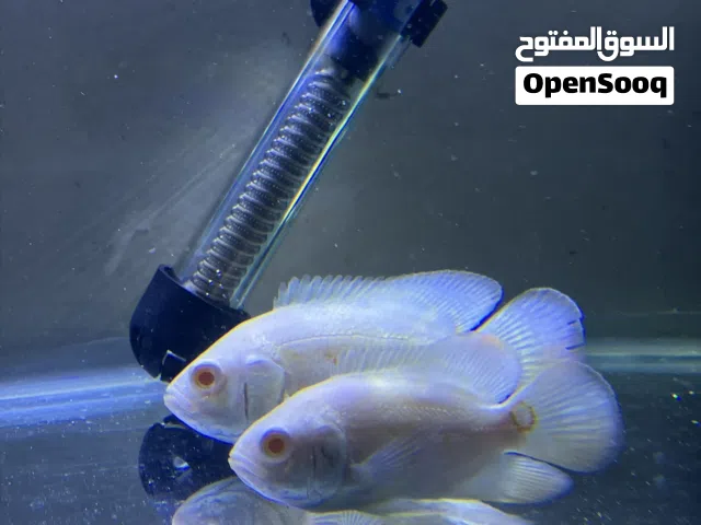 اسماك اوسكار ابيض ذهبي