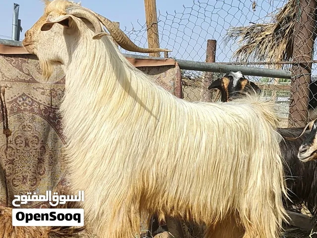 سخل من الجواميد راهي وضخم تبارك الرحمان