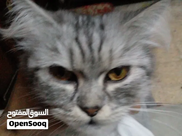 شيرازى للبيع