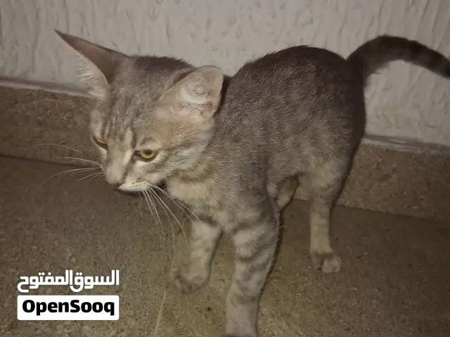 قطه متوسطه أنثى