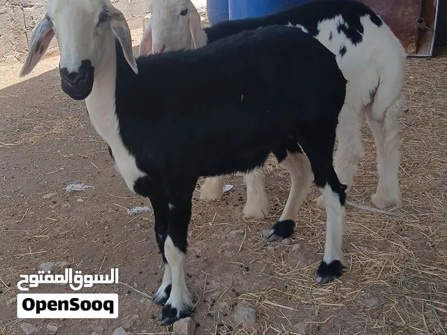 للبيع جاعده وكبش نجديات