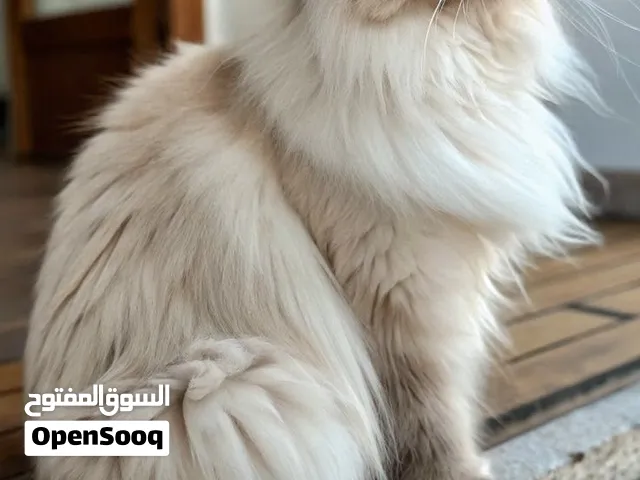 قط هملايا للبيع