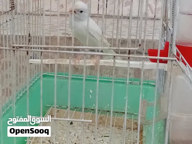 للبيع كنار فحل زي النار وطيرته مقنبره لون ابيض ..................... ........... ........