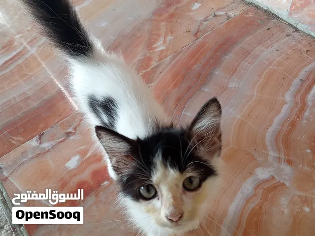 للبيع شيرازي أليف ( اقرا الوصف ) للبدل بما يناسب