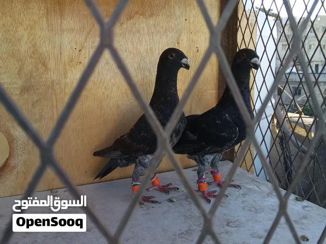 كشامرة هومرات