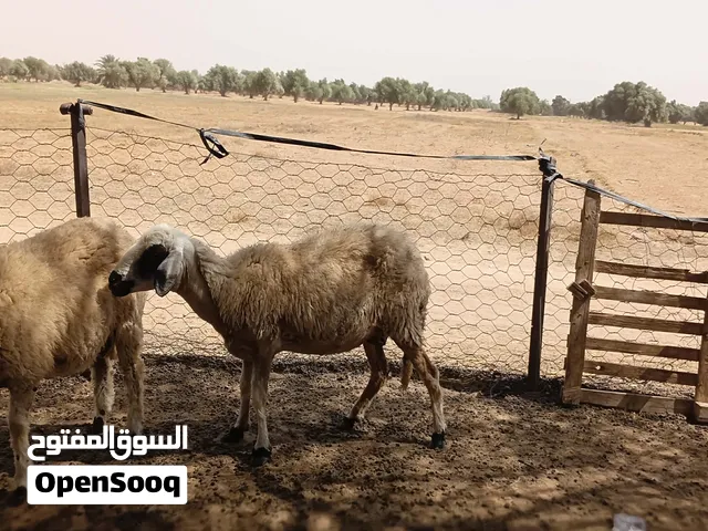 نعجه وخروفه للبيع