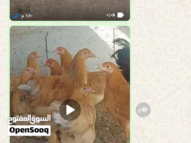 منتجين لجميع سالالات نوادر الدجاج