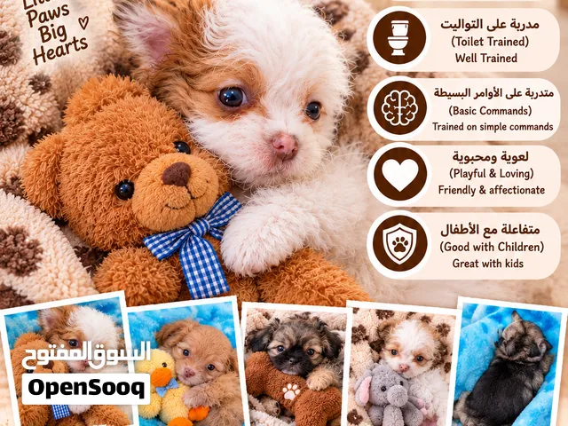 كلاب Teacup ميني شهرين متدربة تواليت والاوامر البسيطة لعوبة متفاعلة مع الاطفال