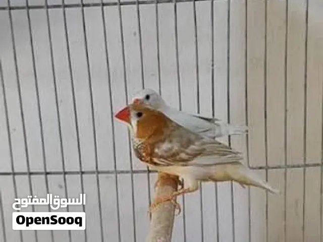 مطلوب طيور جنه زيبرا
